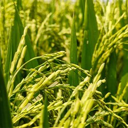 SEEDTIME AND HARVEST FARMS (SETAHF) 15